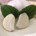 Fresh pure white garlic 5.0 cm